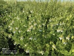 Ata tohumu Çörekotu