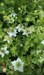 Ata tohumu Çörekotu