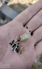 Ata tohumu Çörekotu