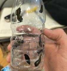 10 ADET KÜÇÜK SÜLÜK