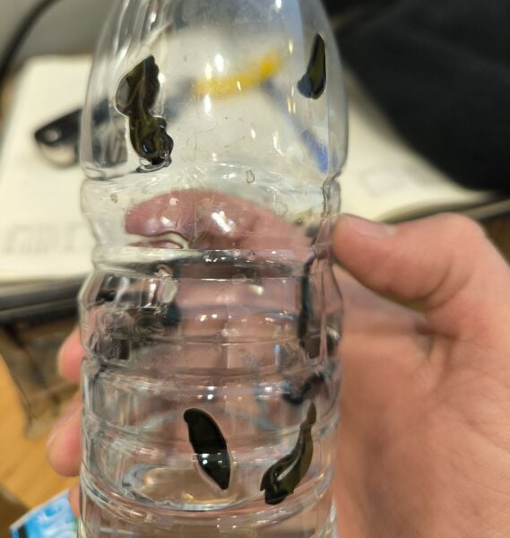 10 ADET ORTA BOY SÜLÜK