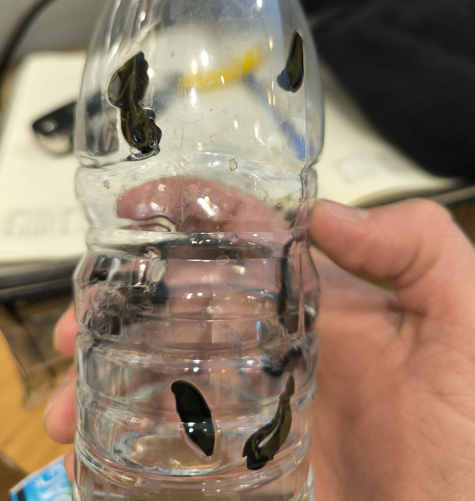 10 ADET BÜYÜK BOY SÜLÜK